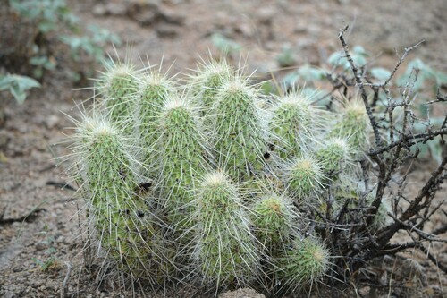 Echinocereus occidentalis