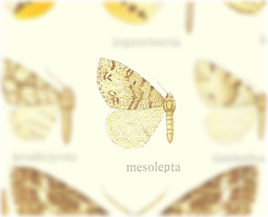 Arichanna mesolepta