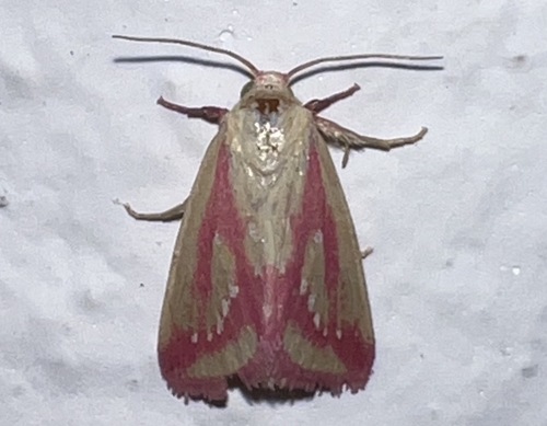 Timora albiseriata · iNaturalist