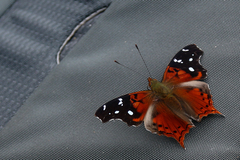 Hypanartia kefersteini