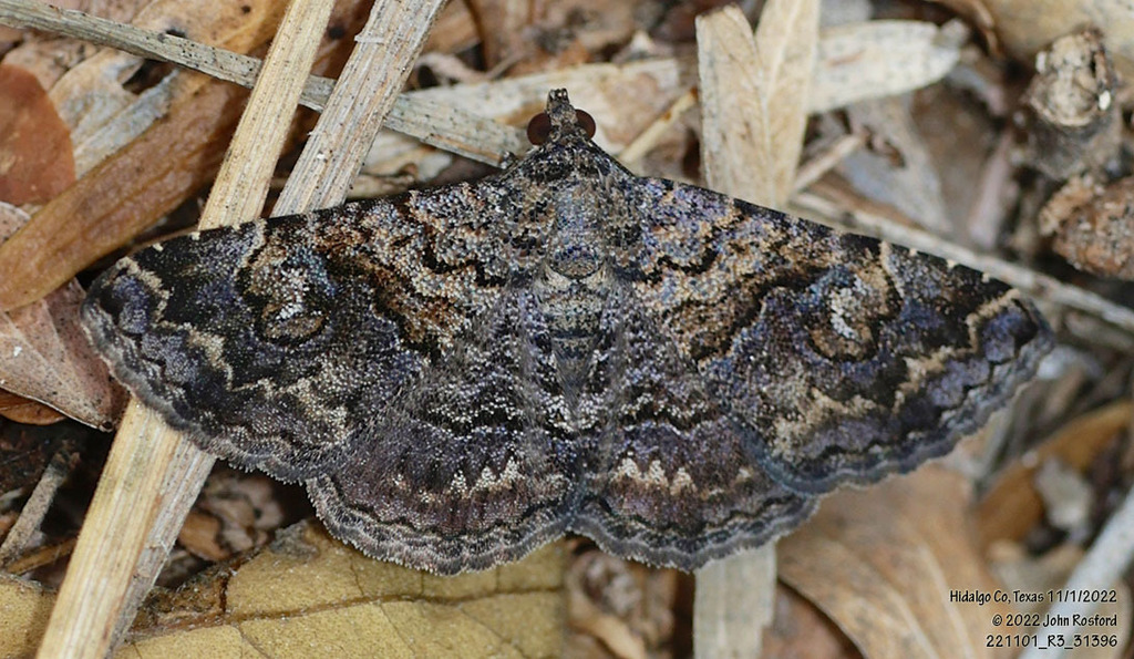 Toxonprucha excavata