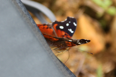 Hypanartia kefersteini