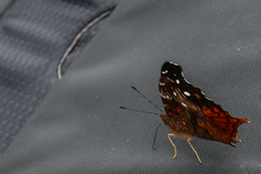 Hypanartia kefersteini