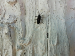 Stenomacra marginella