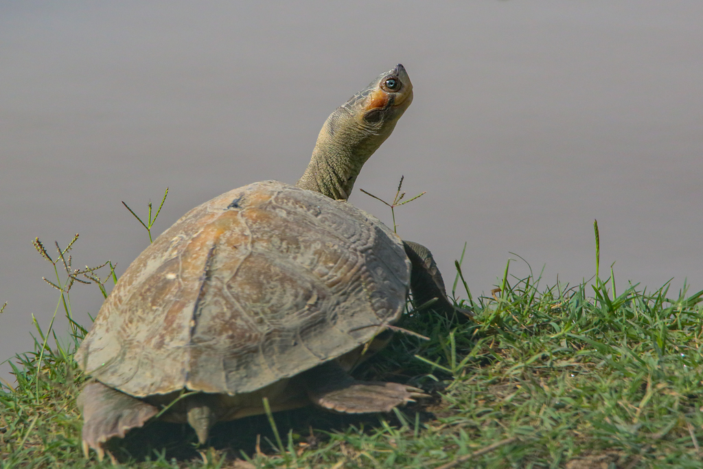Brown Roofed Turtle