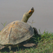 Brown Roofed Turtle - Photo (c) Salman Baloch, some rights reserved (CC BY-NC), uploaded by Salman Baloch