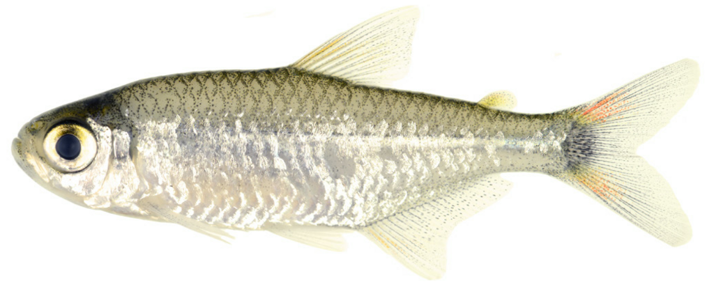 Tétra doré (Hemigrammus rodwayi)
