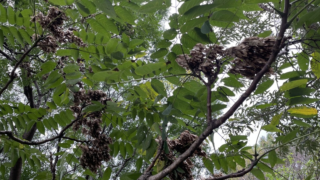 Tree Of Heaven In October 2023 By Eggseries INaturalist   Large 