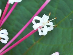 Clerodendrum quadriloculare