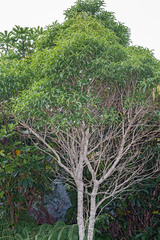 Melicytus lanceolatus