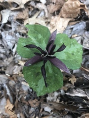 Trillium stamineum