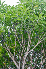 Melicytus lanceolatus