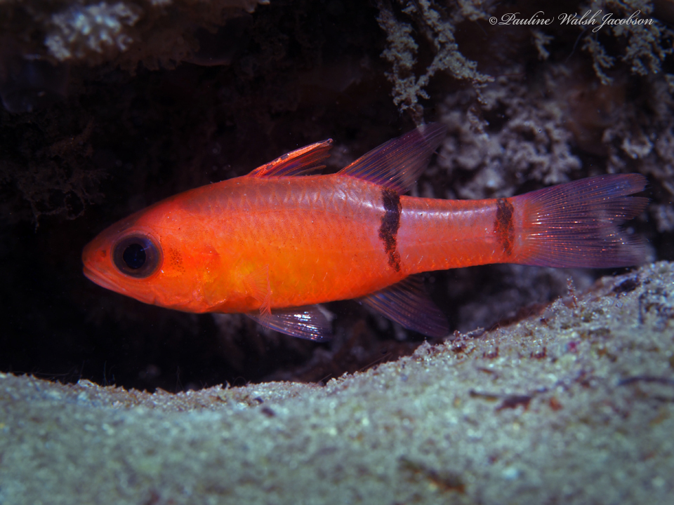 Photo of Bigeye Cardinalfish (Apogon binotatus)