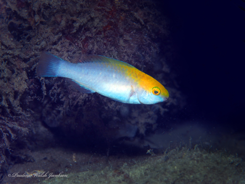 Blue Parrotfish