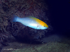 Blue Parrotfish photo 2