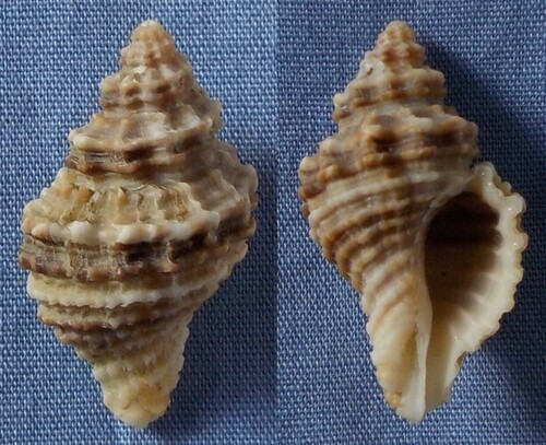 Lataxiena fimbriata observed 2017-09-22