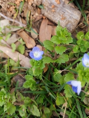 Veronica persica