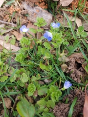 Veronica persica