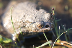Lucilia bufonivora