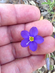 Giliastrum rigidulum