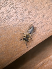 Andrena