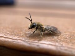 Andrena