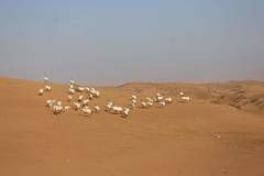 Oryx leucoryx