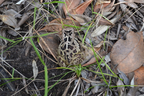 August Toad, Sclerophrys pardalis