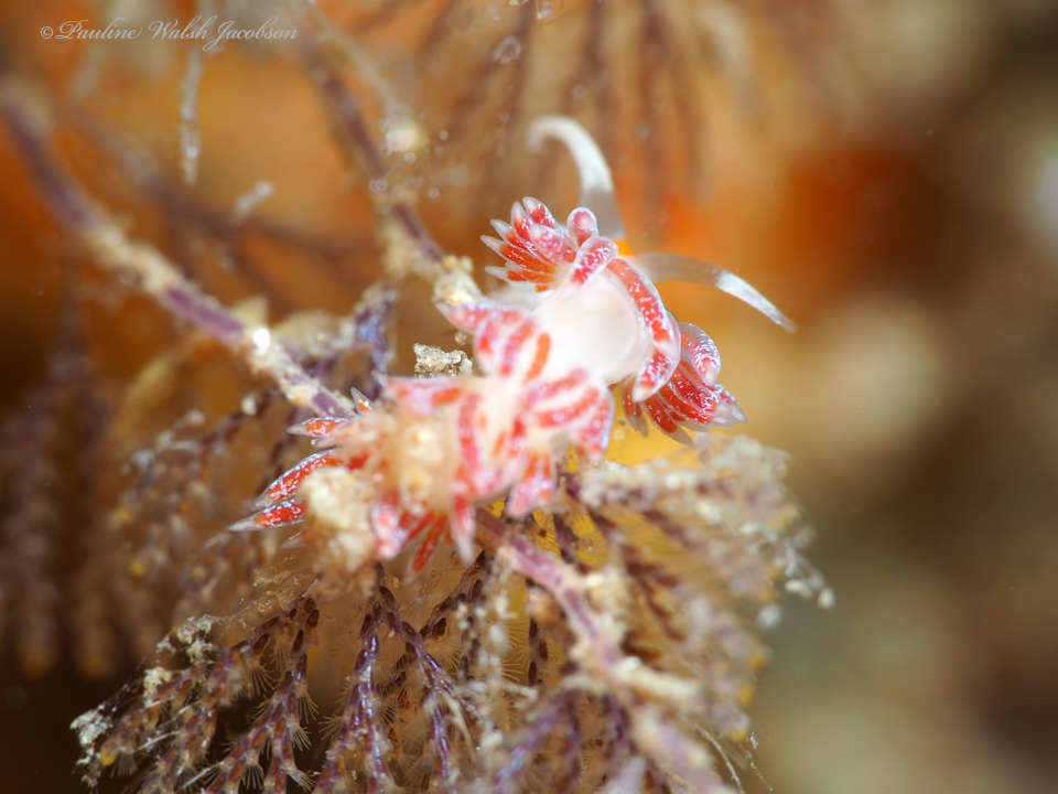 Photo of Smaller cratena (Cratena minor)