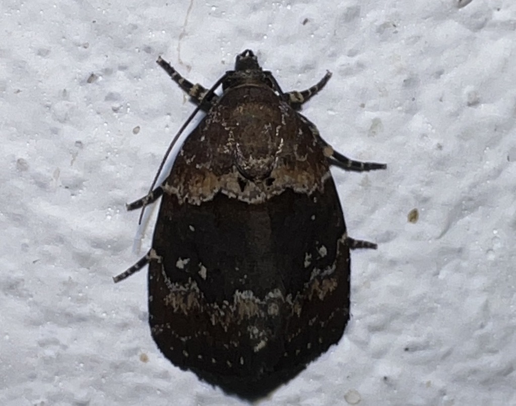Cretonia platyphaeella