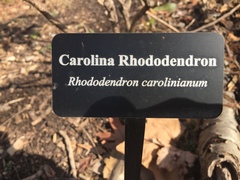 Rhododendron carolinianum