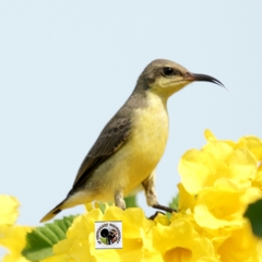 Purple Sunbird photo 5