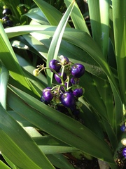 Dianella sandwicensis