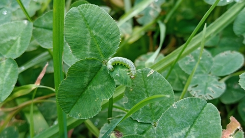 Vetchling Nematine