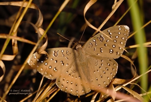 Photo of Guinea-fowl Butterfly (Hamanumida daedalus)