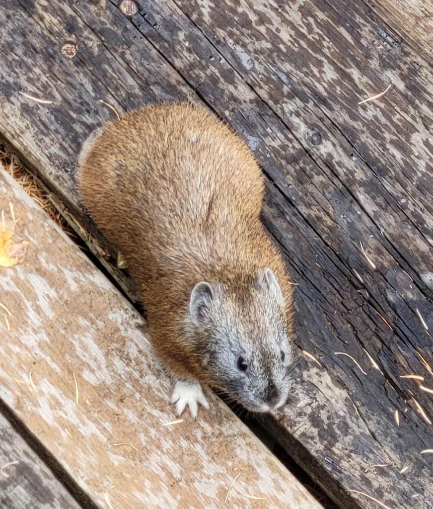 Korean Pika