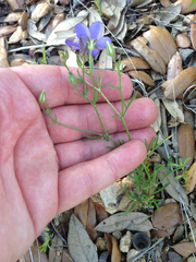 Giliastrum rigidulum