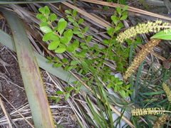 Melicytus orarius