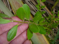 Melicytus orarius