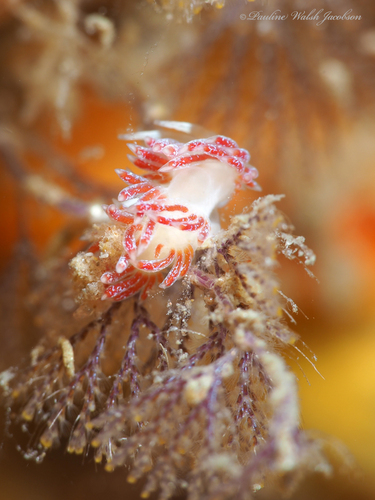 Photo of Smaller cratena (Cratena minor)
