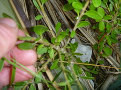 Melicytus orarius