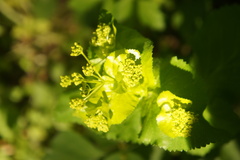 Smyrnium perfoliatum