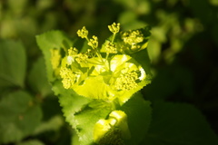 Smyrnium perfoliatum