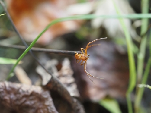 Sad Ground Crab Spider photo 4