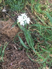 Allium neapolitanum