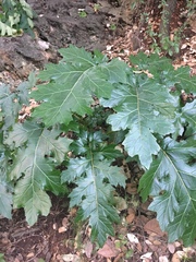 Acanthus mollis