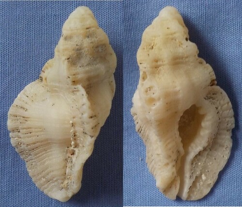 Pterynotus tripterus observed 2017-04-27