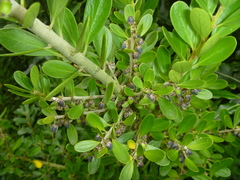 Melicytus orarius