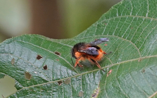 Handlirsch's Bumble Bee