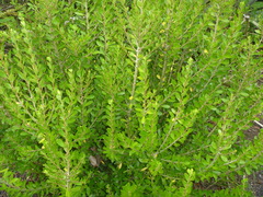 Melicytus orarius